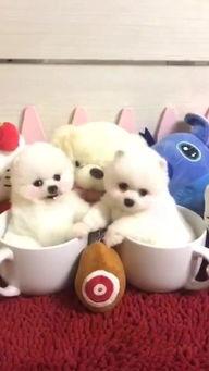 世界上最搞笑的狗狗